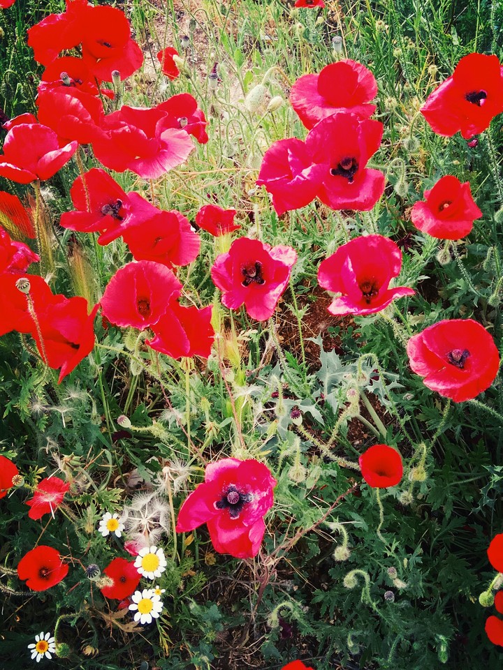 primavera