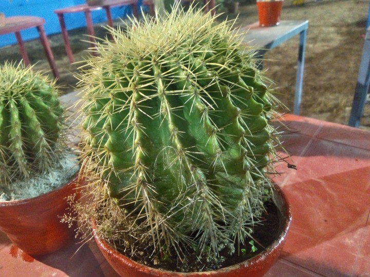 cactus