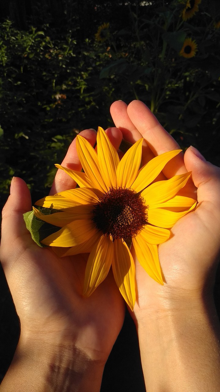 солнце в ладошках
