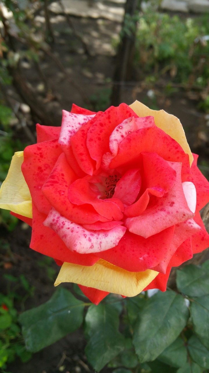 hibrid rose