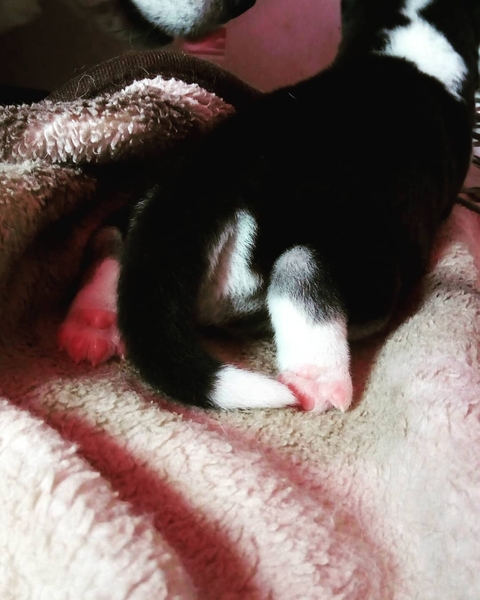 Husky
