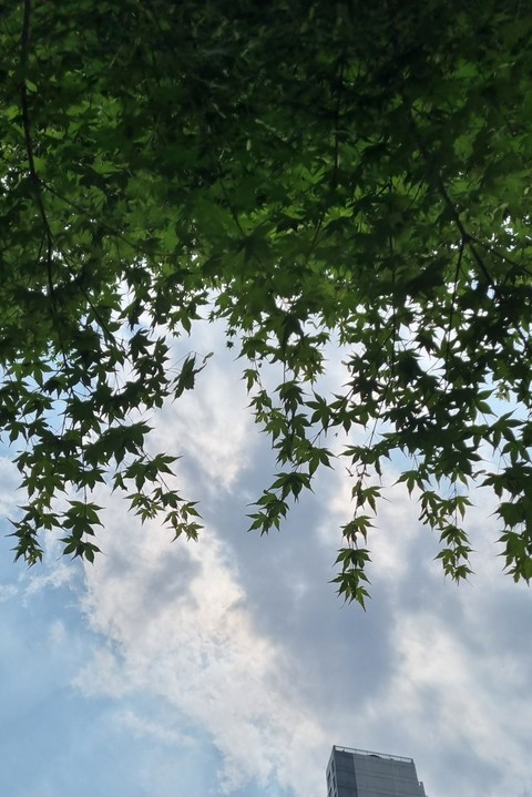식물, 빌딩 배경화면