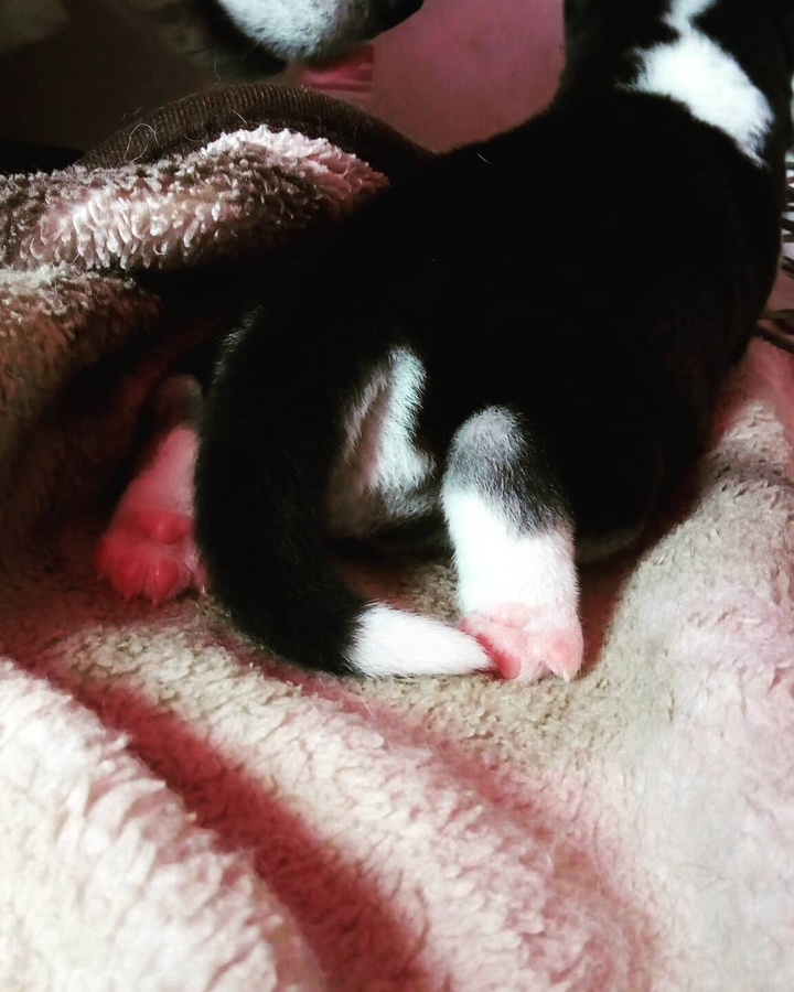 Husky