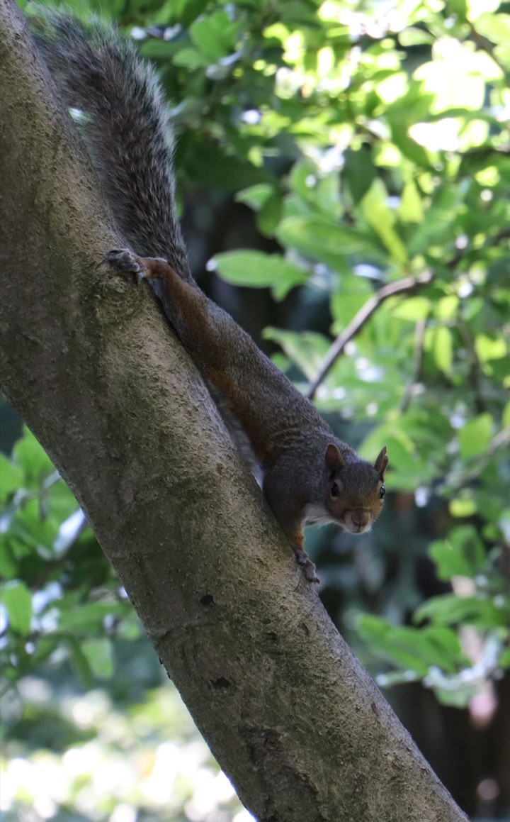 A curious squirrel