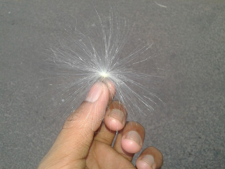 അപ്പൂപ്പന്‍ താടി
