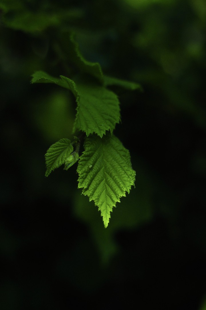 licht und Schatten