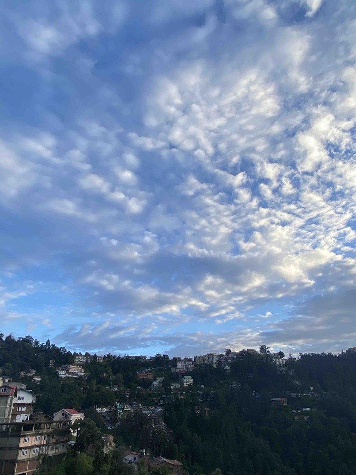 Shimla Dairy