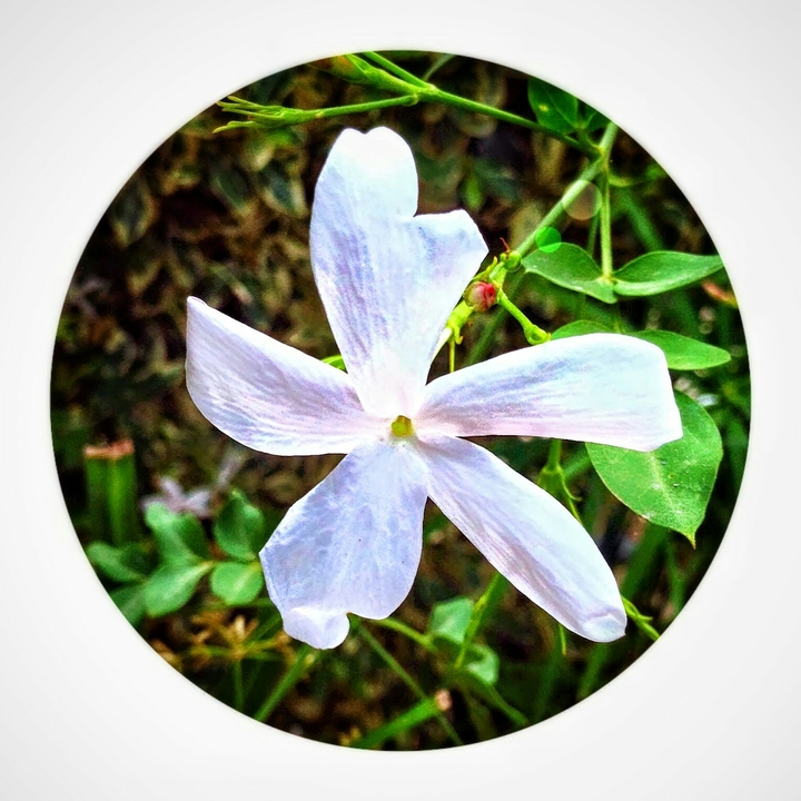Jasmine