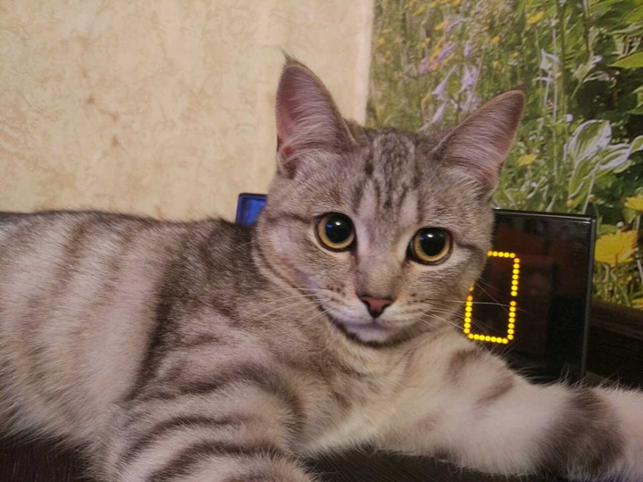 котэ2)))