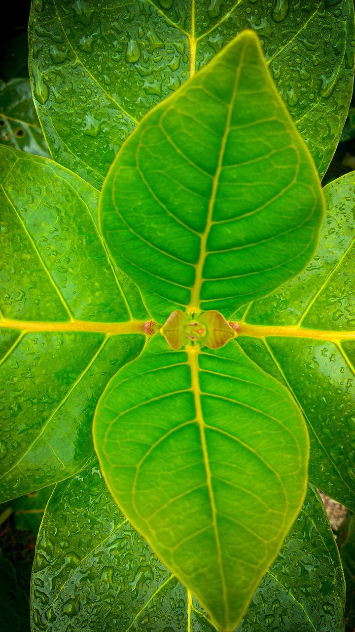leafs