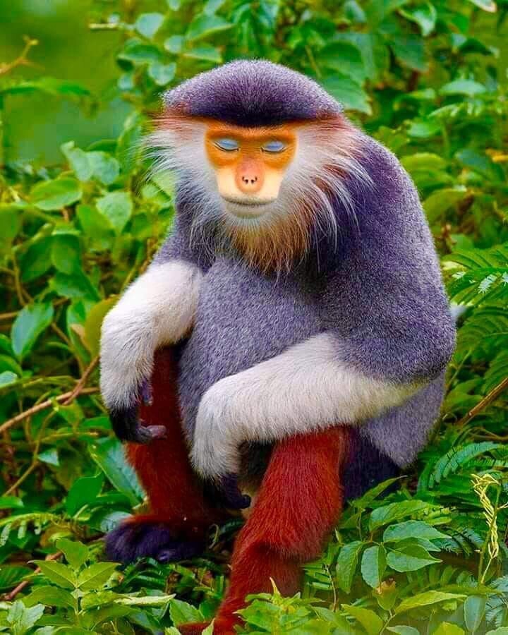 обезьяна