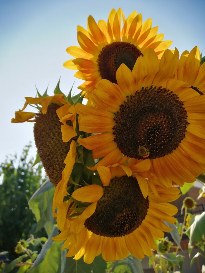 sunflower