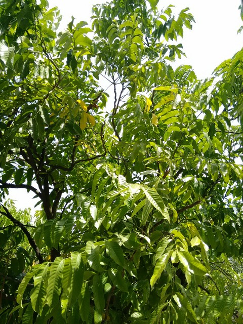 greenery