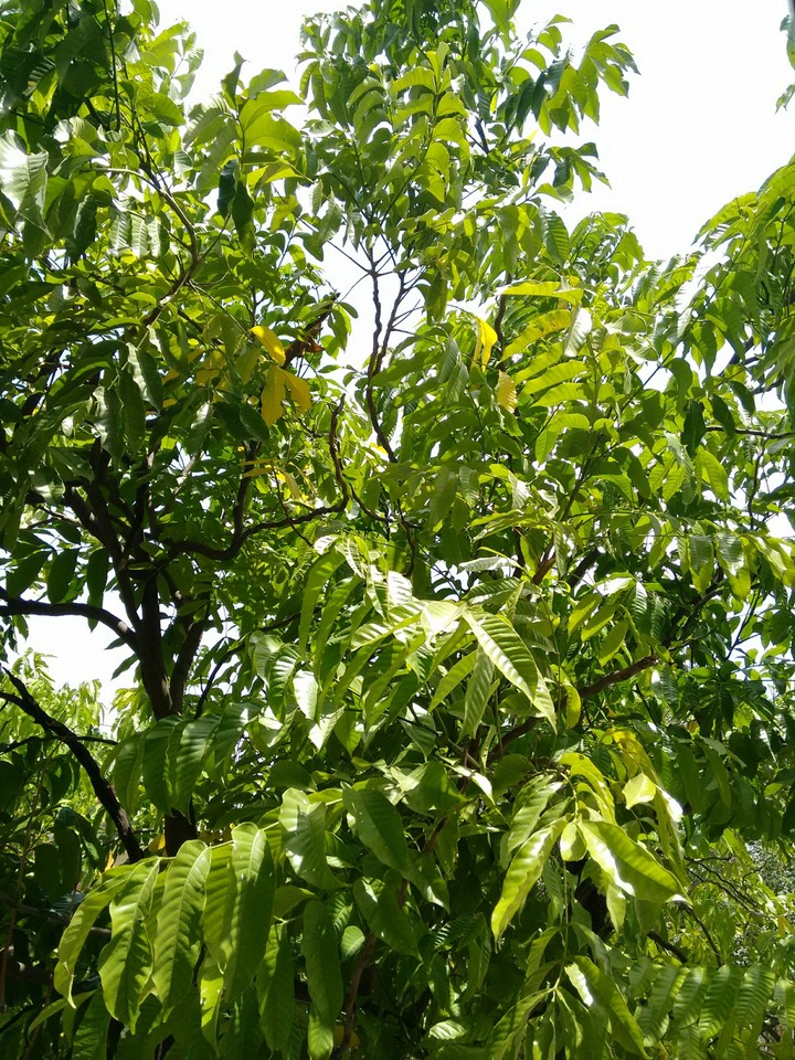 greenery
