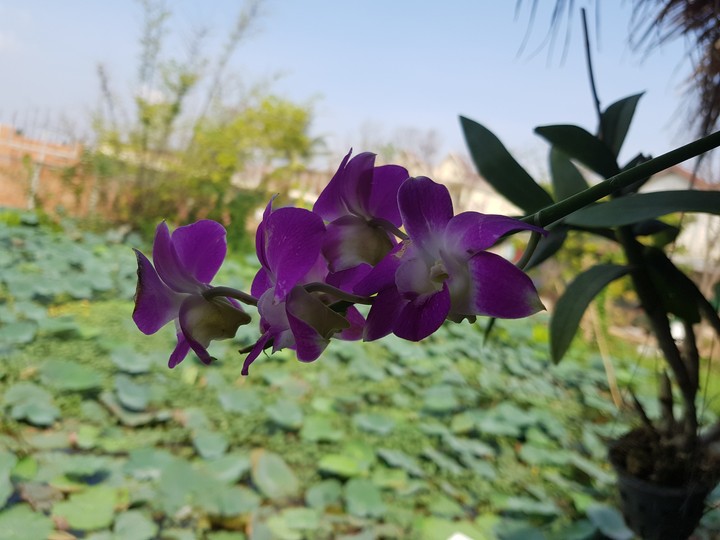 Flowers