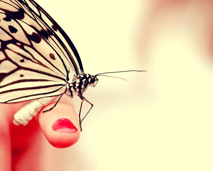 butterfly