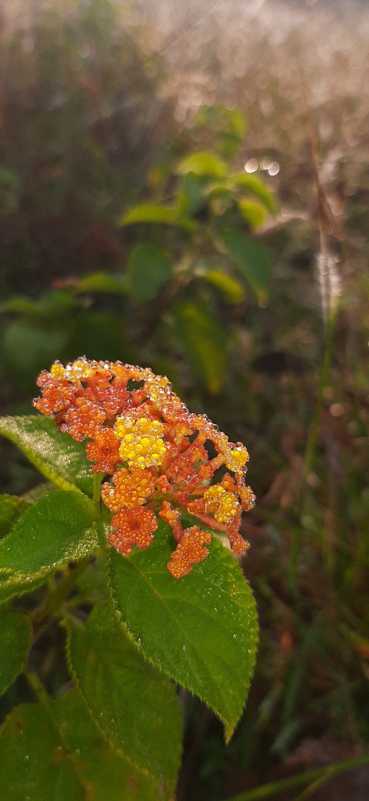 dew on flower