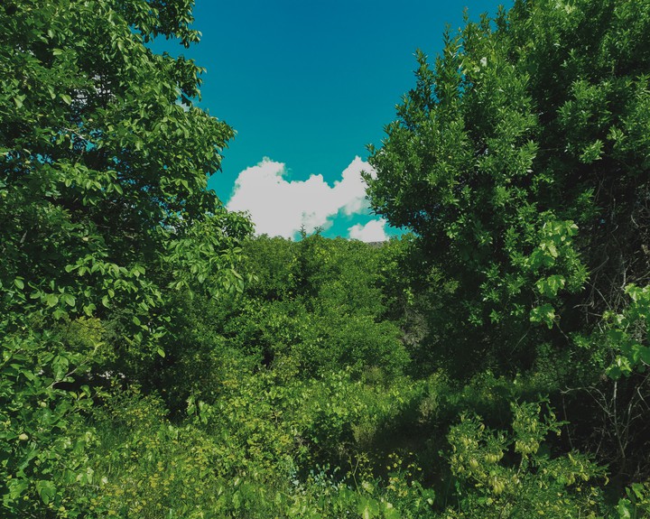 GREEN or GREY
