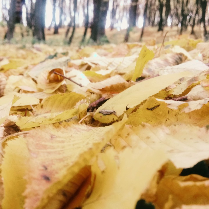 Autumn...