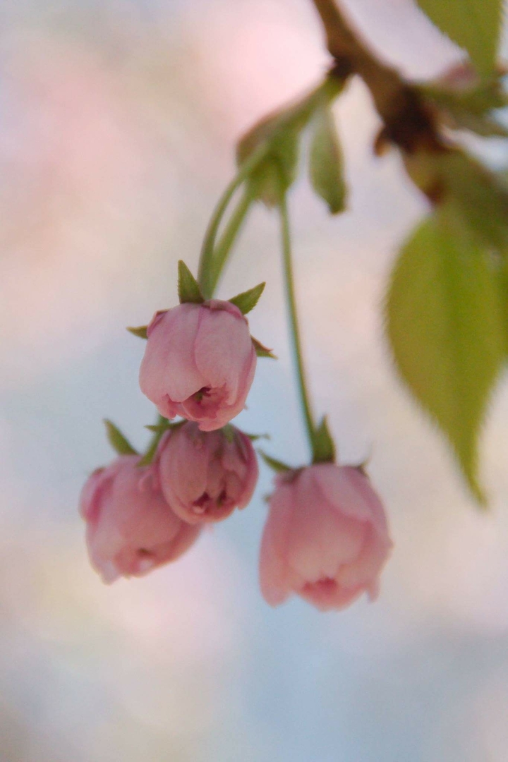 pretty pink