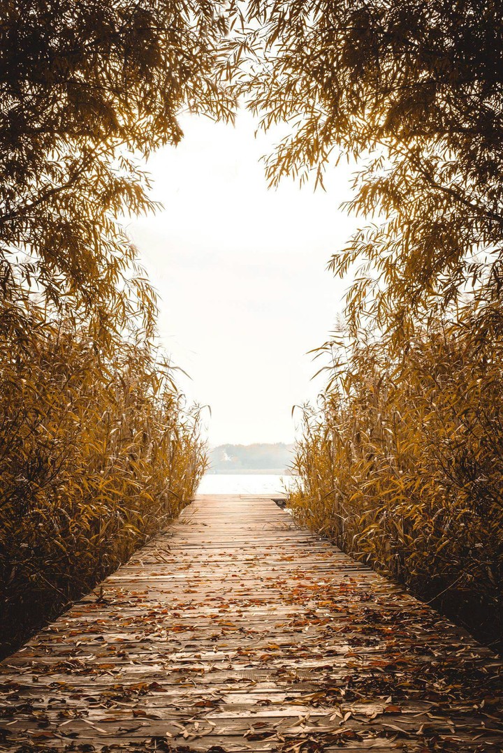 wooden pier
