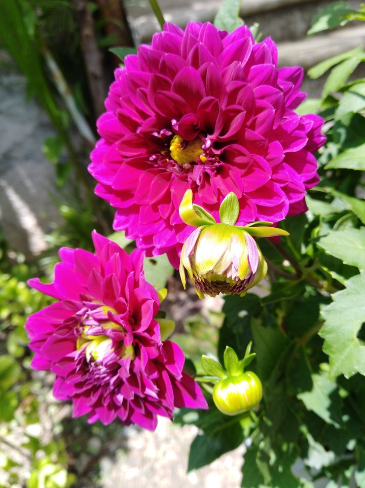 flores