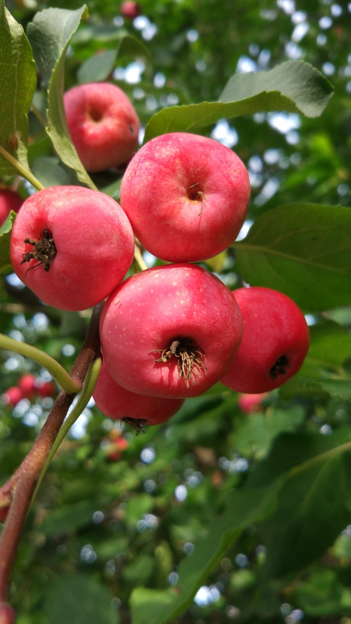 red apples
