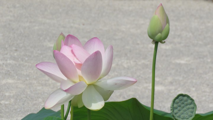 lotus