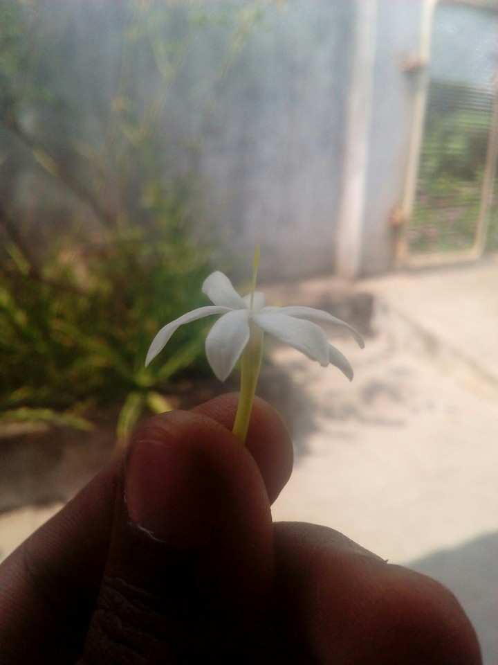 flower