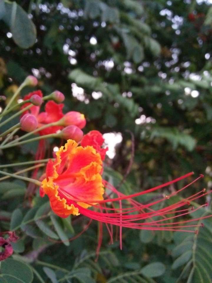 burning flower