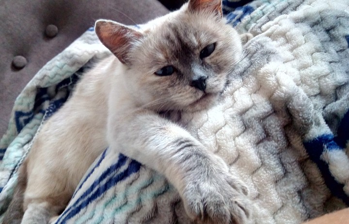 кошка