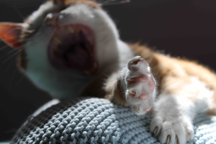 katzenliebe