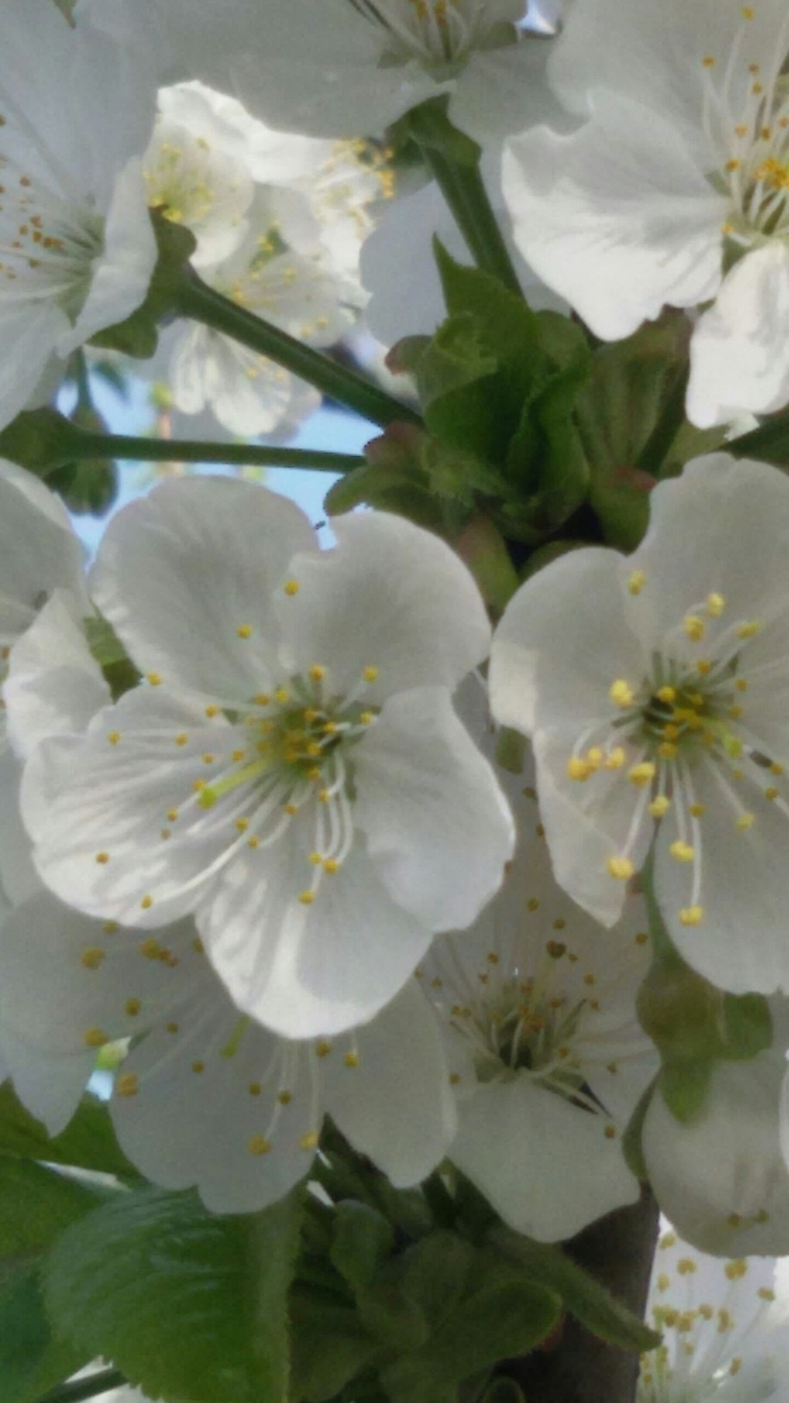 fiore di ciliegio