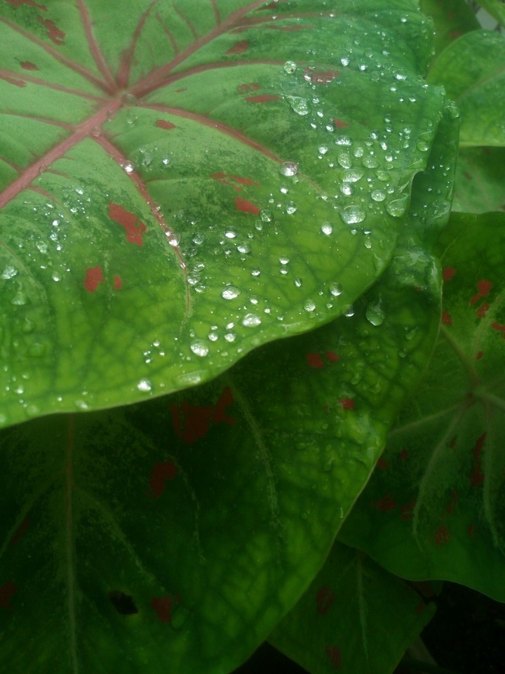 Water Drops