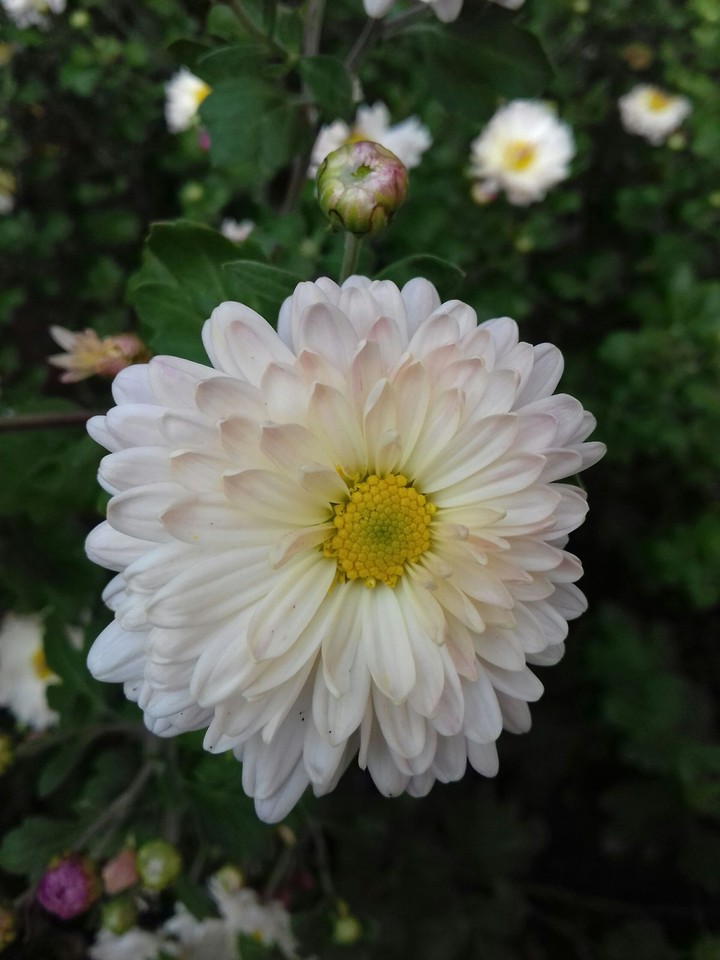 flower