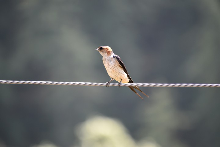 #Swallow
