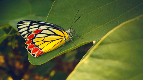 fonds d'écran grass, butterfly