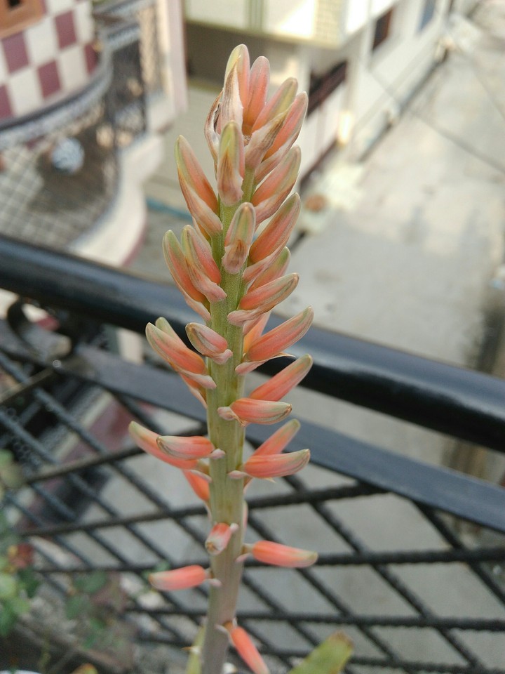 flower top