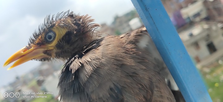 stranger bird