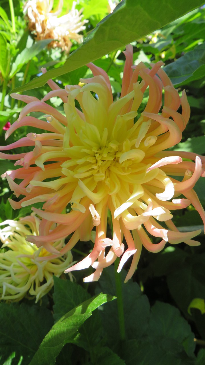 flowers