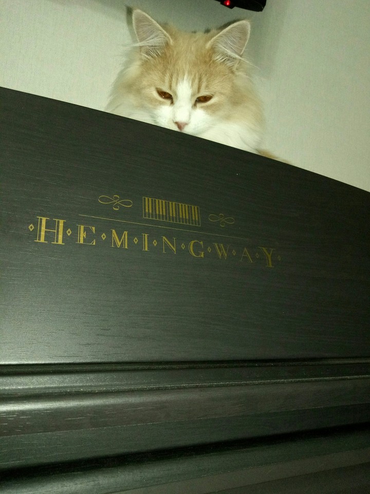 Музыкант