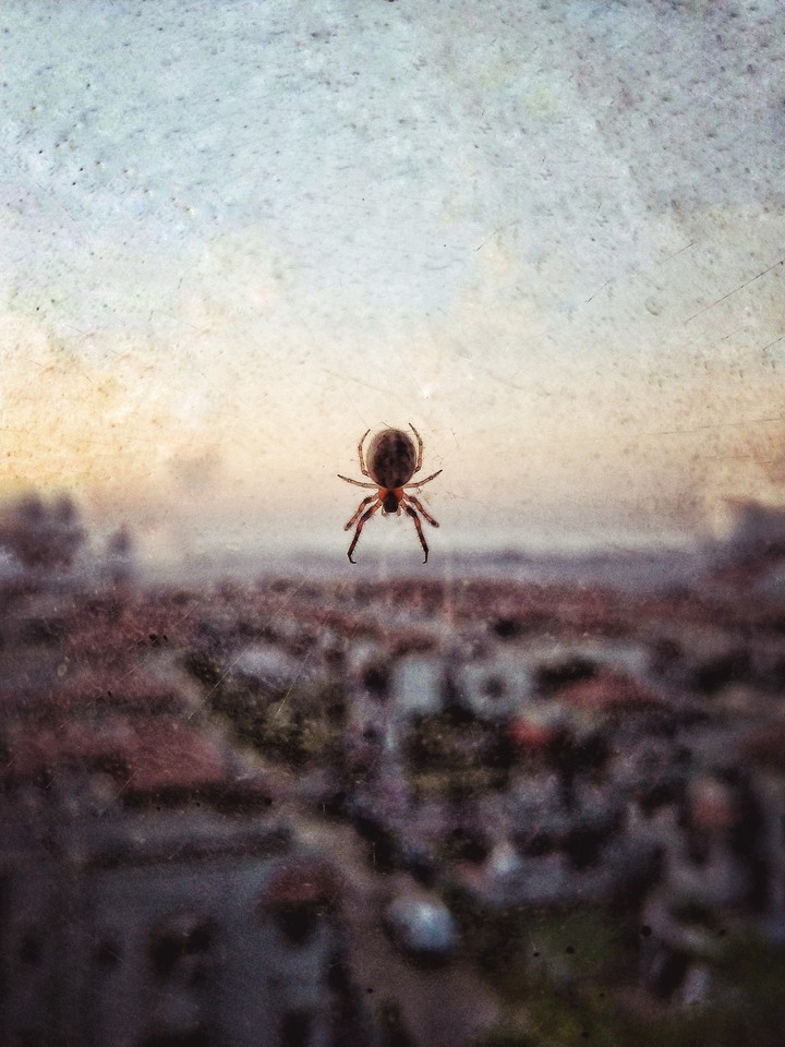 Spider Spinning Web in the morning glow