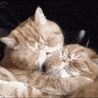beaux chats