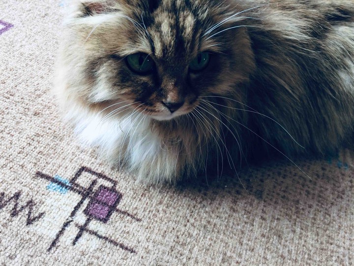 kitty