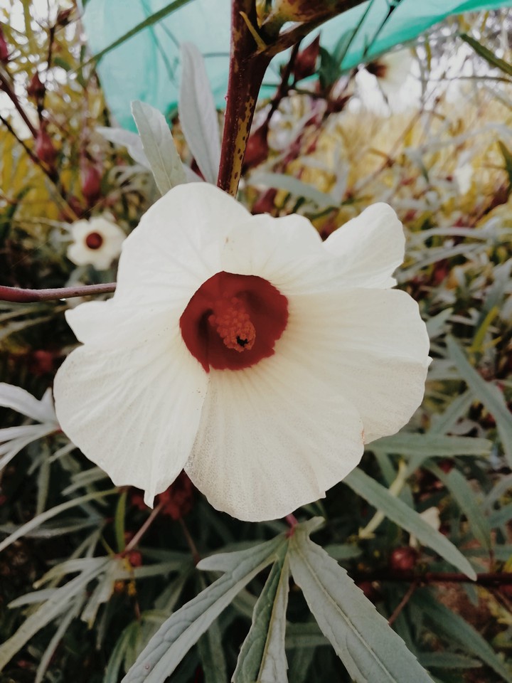 flower