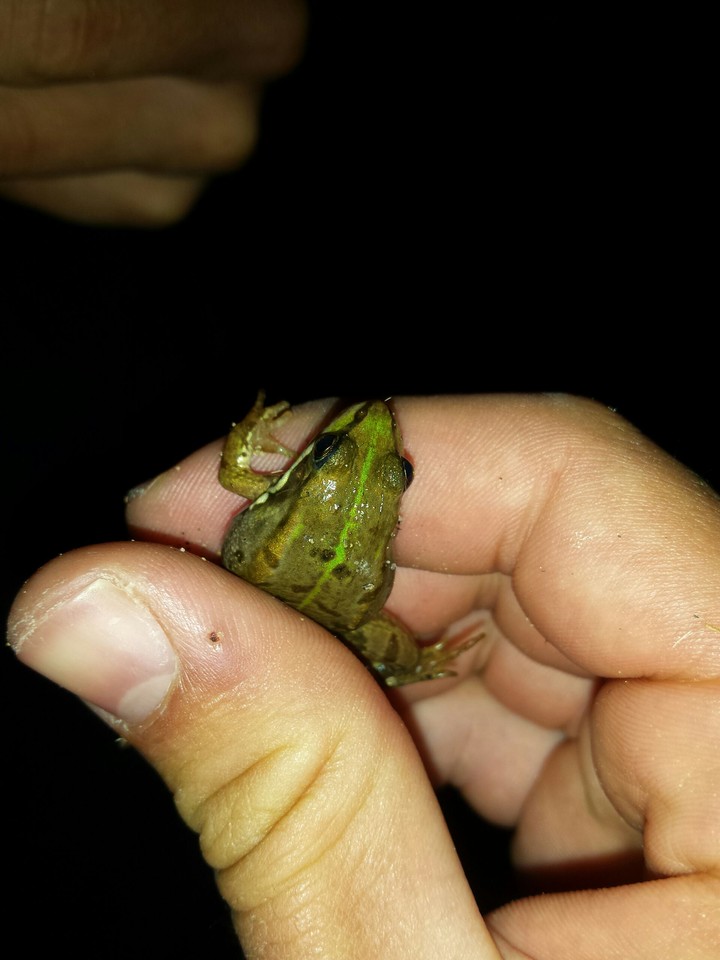 little frog