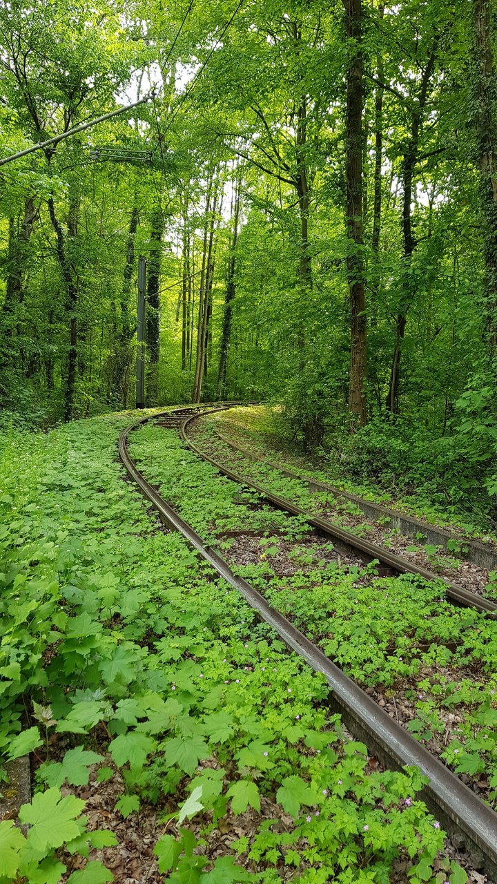 Training  rails in the forest.