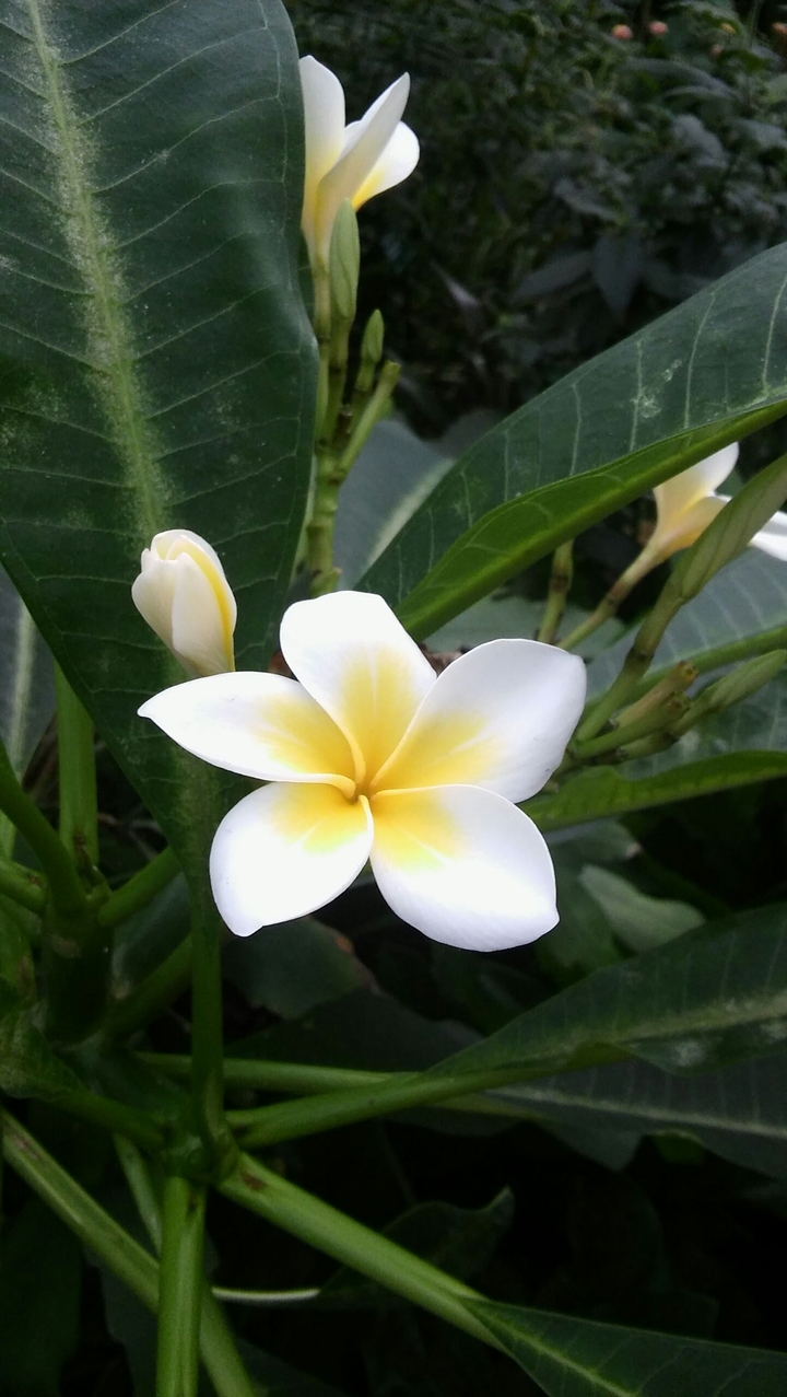 tropical flower