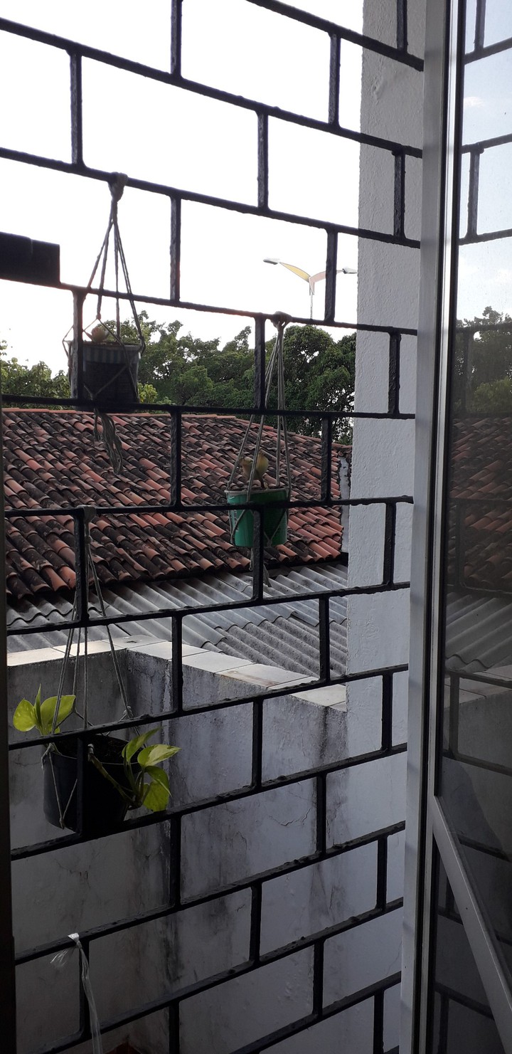 Window and plants
