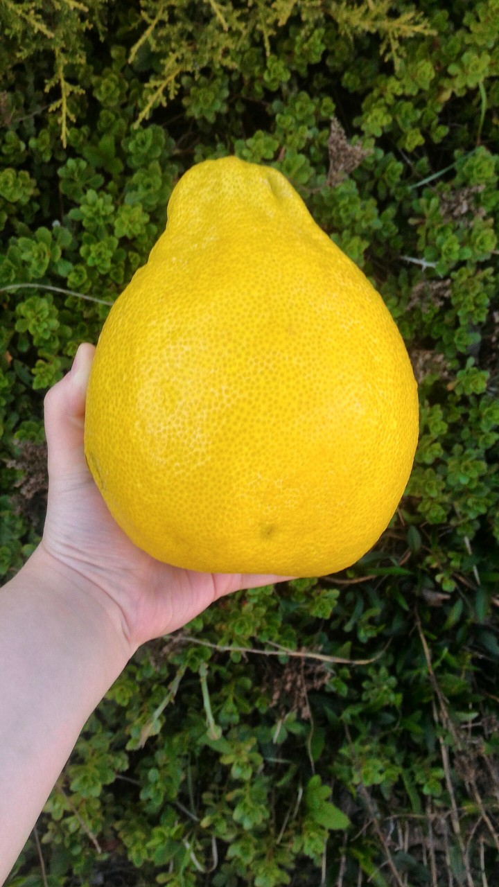#pomelo